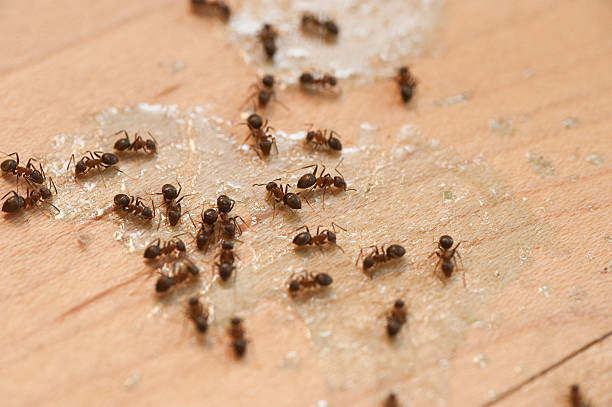 Best Pest Inspection Near Me  in Sarand, AL
